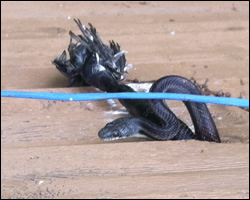 Snake control in Front Royal VA