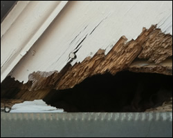 Squirrel damage in Front Royal VA