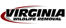 Front Royal Wildlife Removal
